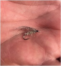 The Winning Fly The Winning Fly